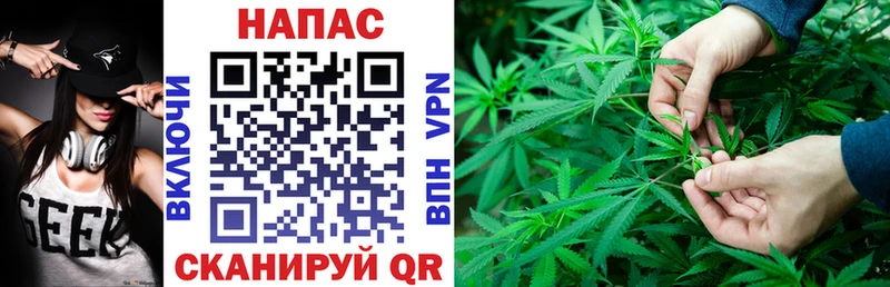 Канабис планчик Межгорье